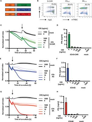 Depletion of T cells via Inducible Caspase 9 Increases Safety of Adoptive T-Cell Therapy Against Chronic Hepatitis B